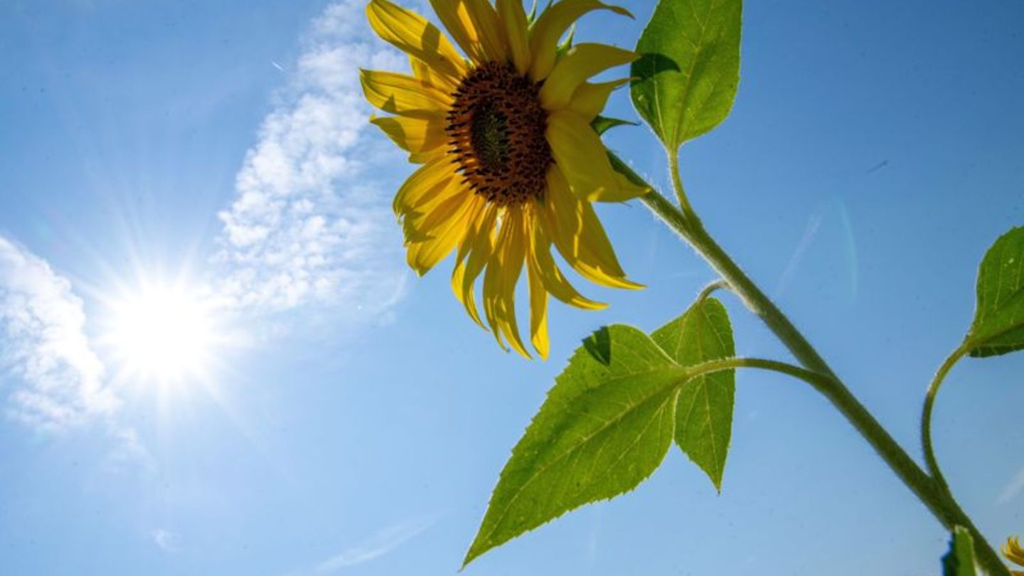 Deutscher Wetterdienst: Bilderbuch-Sommer für zwei Tage - Temperaturen bis 30 Grad