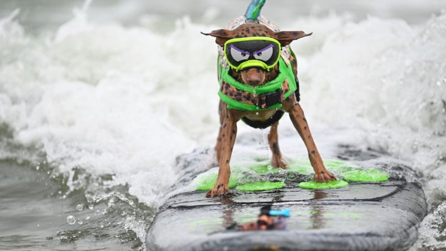 Vierbeiner beim Wellenreiten: Hunde beweisen ihr Können auf dem Surfbrett