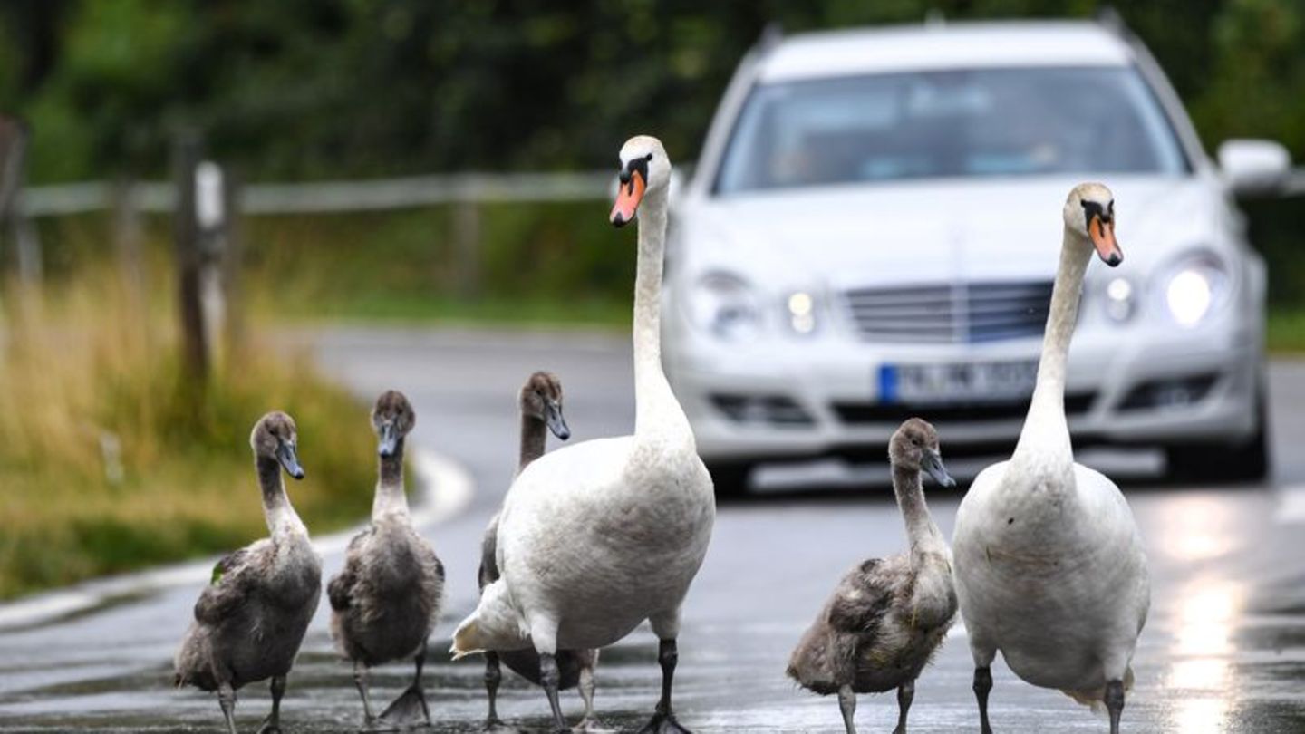 Tiere: Schwanenfamilie sorgt für mehrere Polizeieinsätze