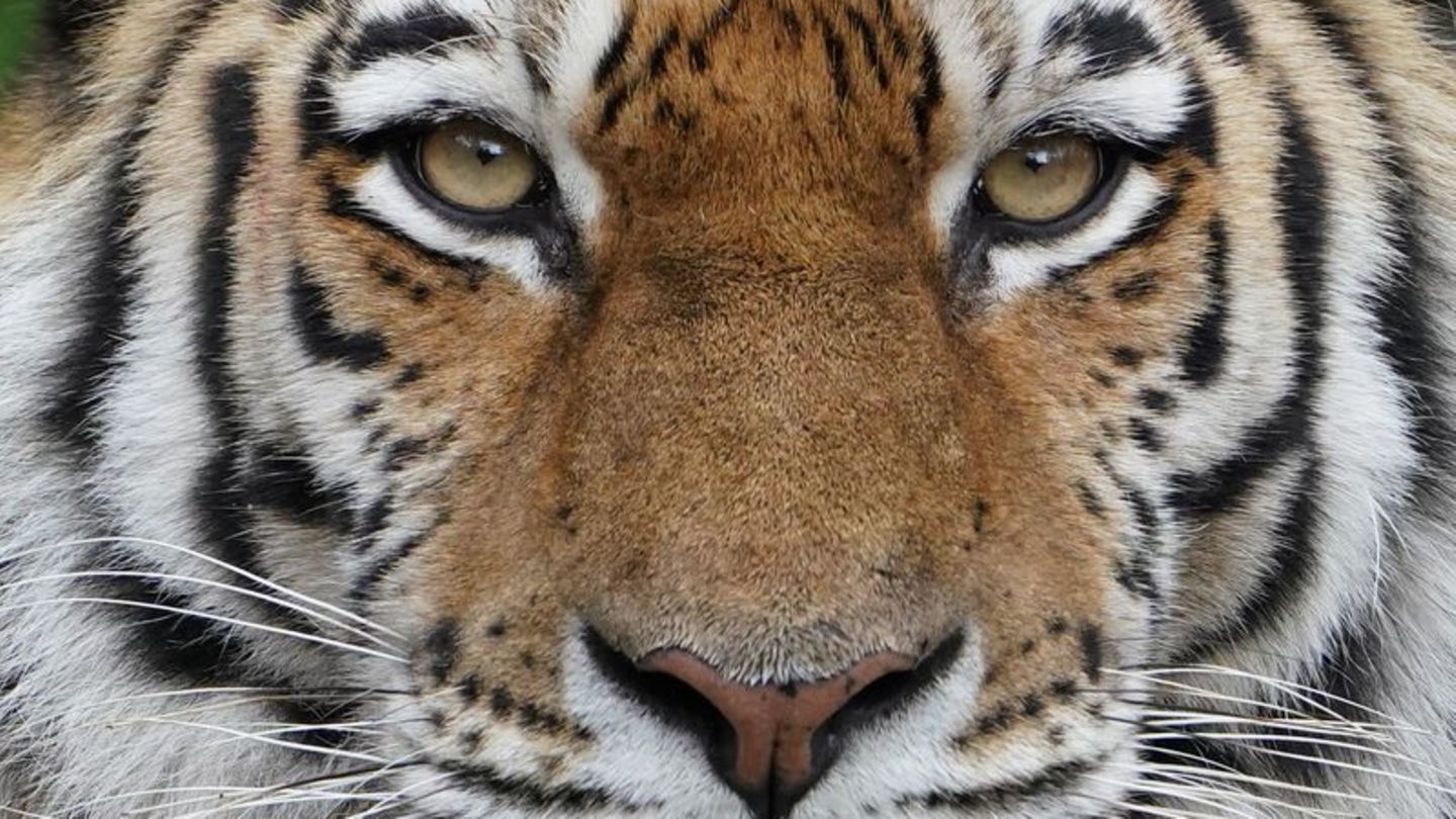 Großkatze: Tigerin Angara im Schweriner Zoo gestorben