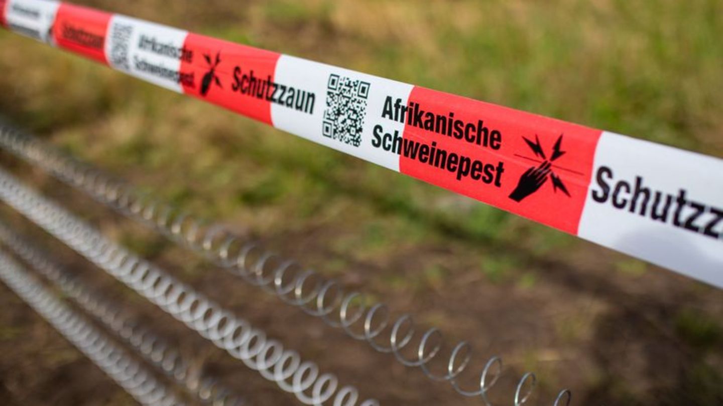 Tierseuche: Zäune, Hunde und Drohnen gegen die Schweinepest