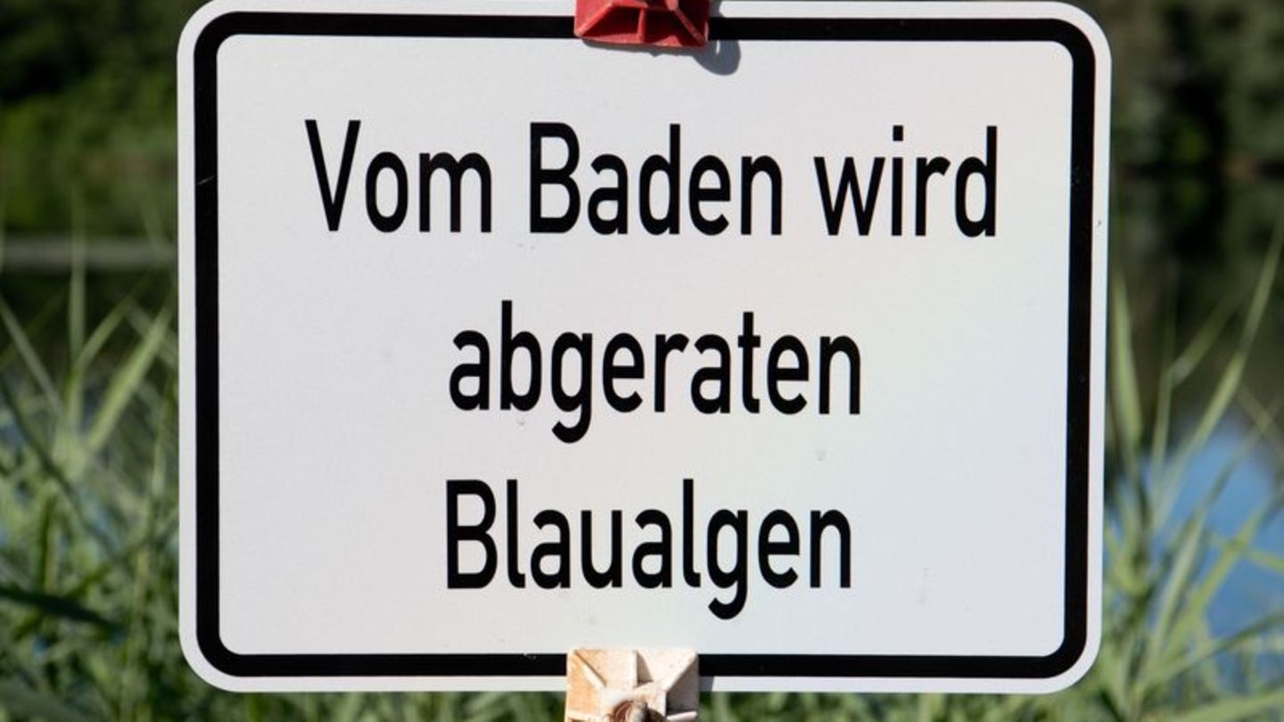 Gesundheit: Blaualgen im Stausee Quitzdorf - Amt rät vom Baden ab