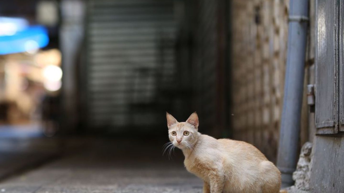 Tierschutz: Niedersachsen kastriert wieder Straßenkatzen