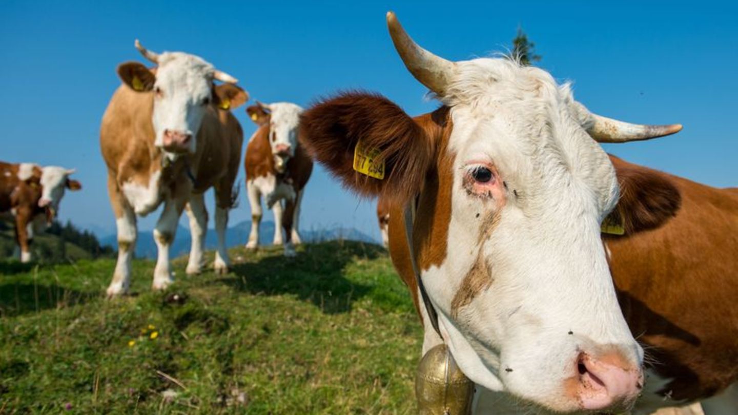 Tierhaltung: Bauern warnen vor Bedrohung der traditionellen Almwirtschaft