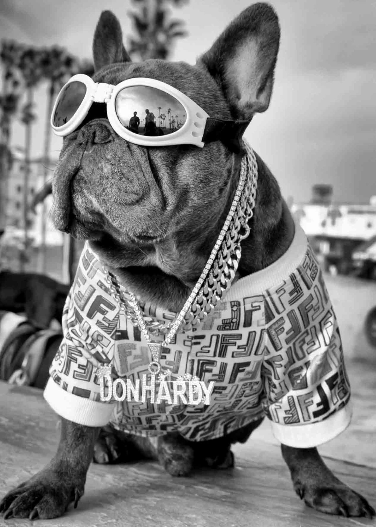 Ein Hund mit verspiegelter Brille, Shirt und Ketten am Hals in Venice Beach Ein Hund mit verspiegelter Brille, Shirt und Ketten am Hals in Venice Beach