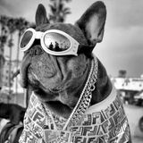 Ein Hund mit verspiegelter Brille, Shirt und Ketten am Hals in Venice Beach