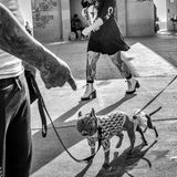 Zwei angeleinte Hunde in Kleidung zwischen tätowierten Menschen auf der Straße