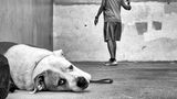 Hund liegt auf dem Boden und schaut uns an, während ein Mann im Hintergrund Tennis gegen die Wand