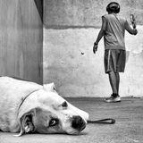 Hund liegt auf dem Boden und schaut uns an, während ein Mann im Hintergrund Tennis gegen die Wand