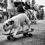 Ein kleiner Hund fährt allein auf einem Skateboard, im Hintergrund dreht sich ein großer Hund nach ihm um.