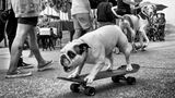 Ein kleiner Hund fährt allein auf einem Skateboard, im Hintergrund dreht sich ein großer Hund nach ihm um.