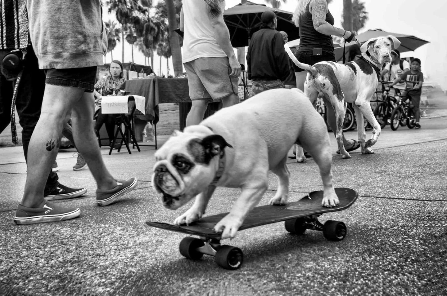 Ein kleiner Hund fährt allein auf einem Skateboard, im Hintergrund dreht sich ein großer Hund nach ihm um. Ein kleiner Hund fährt allein auf einem Skateboard, im Hintergrund dreht sich ein großer Hund nach ihm um.
