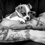 Ein kleiner Welpe in den Armen seines Besitzers