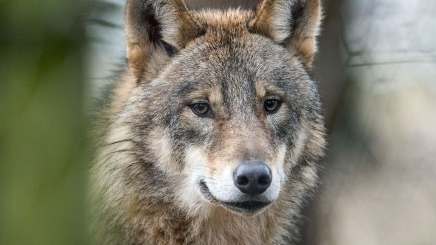 Tiere: Videobeweis: Wolfsrudel 