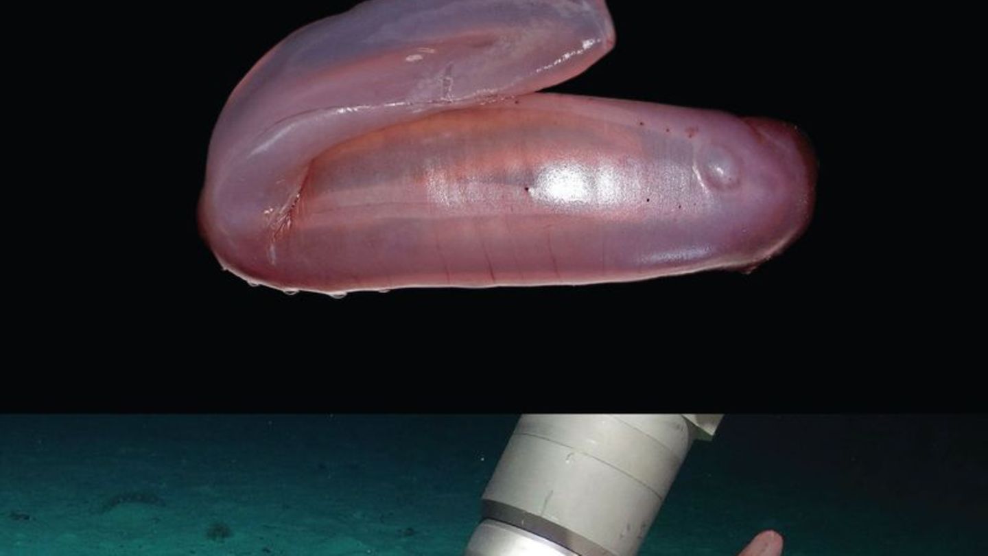 Senckenberg Forschungsinstitut: Pinke Seegurken und Krebse: neue Arten im Meer entdeckt