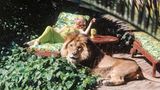 Tippi Hedren auf einer Gartenliege, vor ihr Löwe Neill