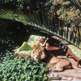 Tippi Hedren auf einer Gartenliege, vor ihr Löwe Neill