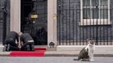 London, Großbritannien. Fast schon beleidigt wirkt Kater Larry, "Chief Mouser" in Downing Street No 10, während Arbeiter den Roten Teppich vorbereiten. Denn der wird statt für Larry für den Sultan von Oman ausgerollt, den der britische Premierminister Keir Starmer zum Staatsbesuch erwartet.