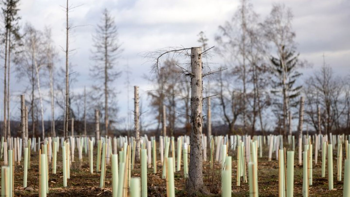 Waldumbau: Ministerin: 11.000 Hektar Wald in Thüringen aufgeforstet