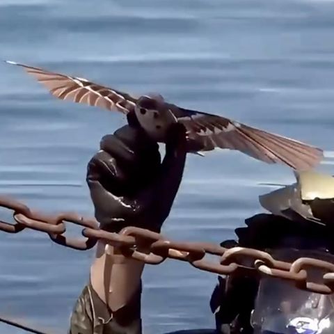 China Vogel Drohne