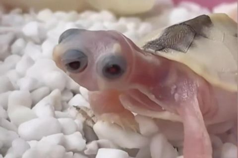 Schildkröte kommt mit drei Augen zur Welt