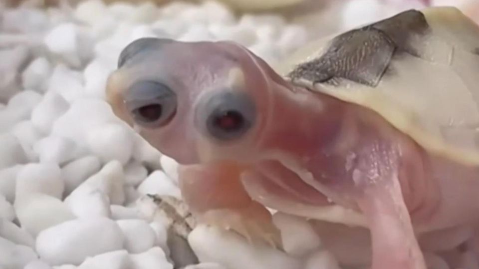Schildkröte kommt mit drei Augen zur Welt