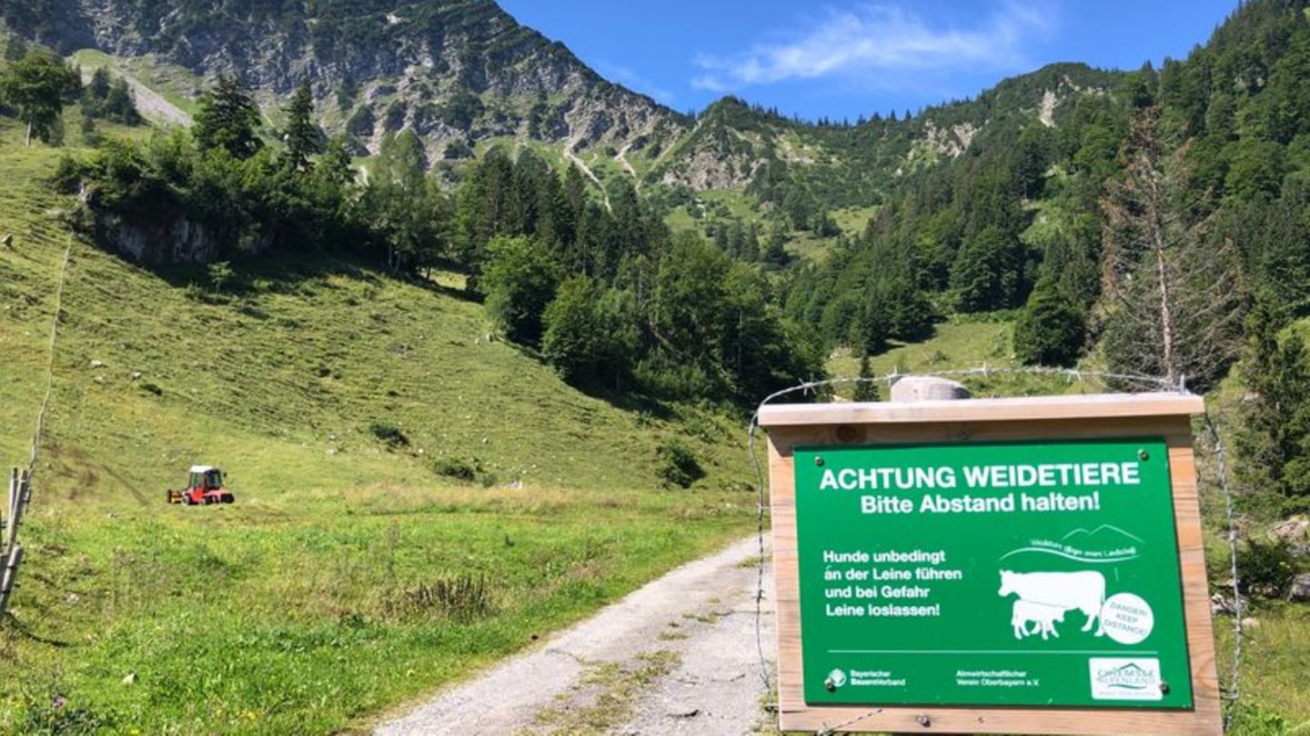 Bergwandern: Wanderin mit Hunden von Kuhherde attackiert