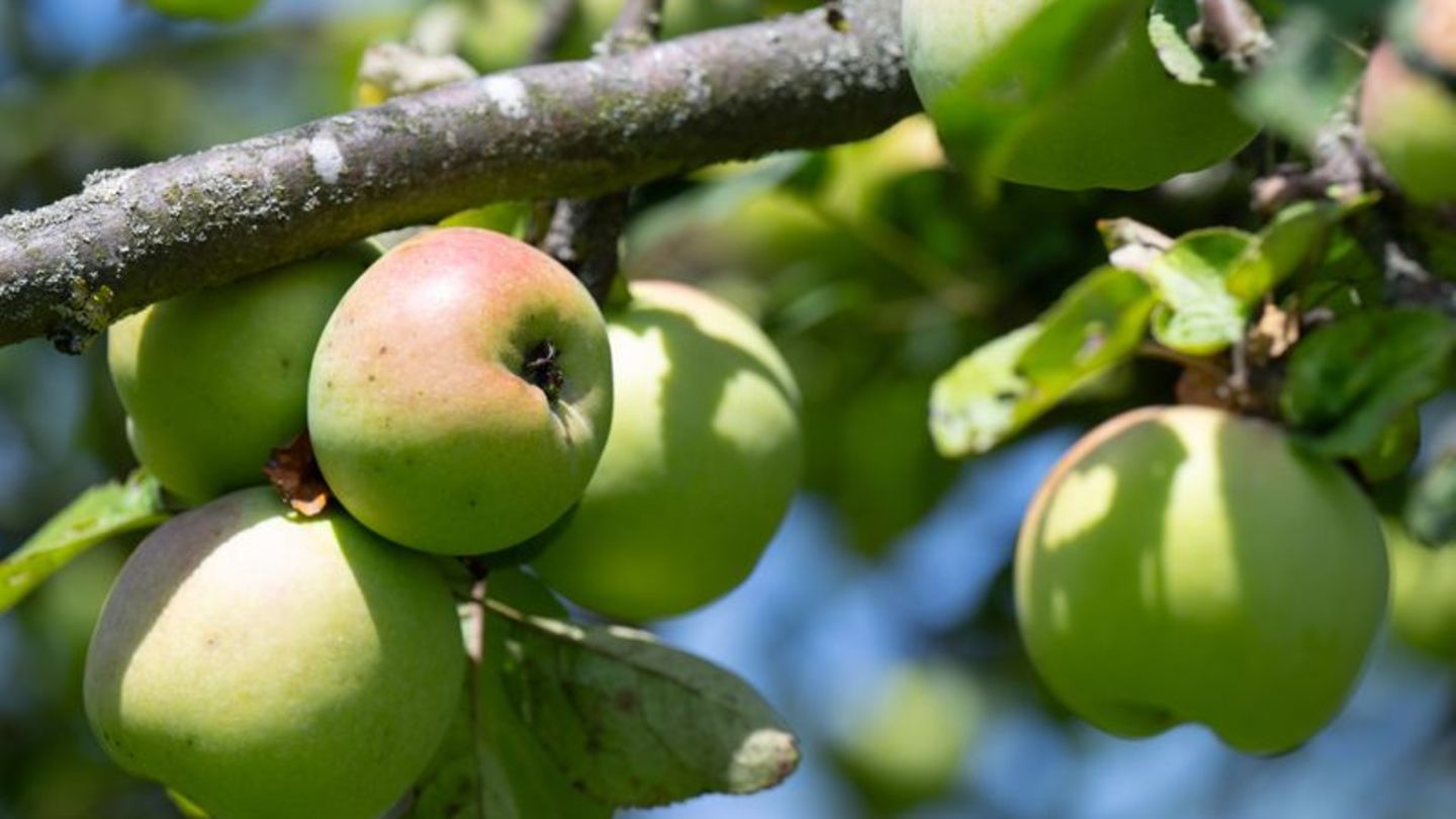 Obst: Bauernverband rechnet mit eingeschränkter Apfelernte