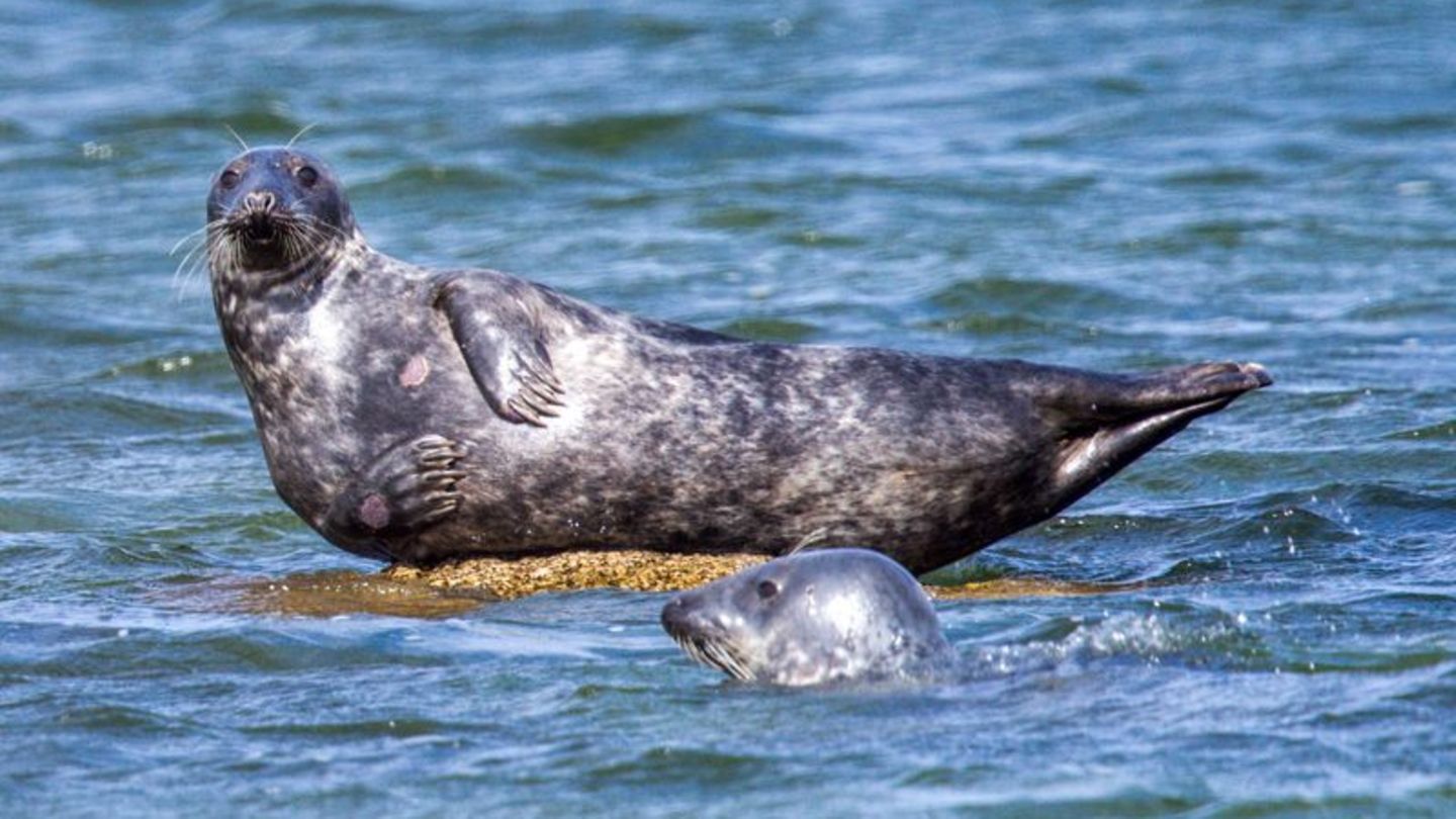 Kegelrobben: Umweltschützer fordern Naturschutzgebiet für Robben-Sandbank