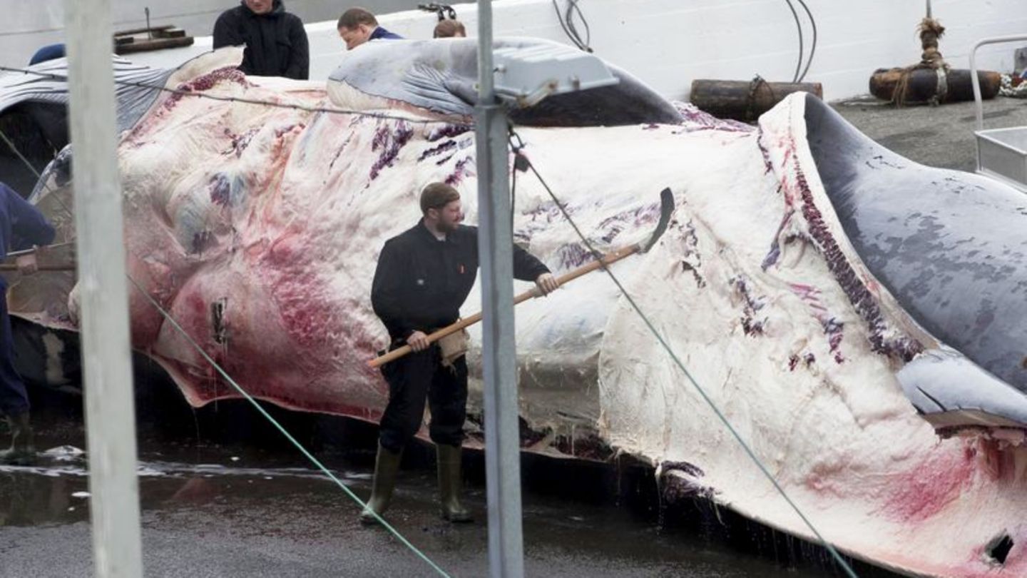 Wenige Liebhaber für Fleisch: Japan macht wieder Jagd auf Finnwale - Erstes Tier tot