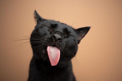 Weltkatzentag 2024: Eine schwarze Katze vor braunem Hintergrund