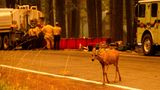 Milll Creek, Kalifornien, USA. Während Feuerwehrleute einen Waldbrand bekämpfen, überquert ein Reh die State Route 172 – scheinbar in aller Ruhe, als wolle es nicht auffallen.
