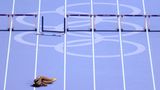 Im wahrsten und im übertragenen Sinne am Boden ist die britische Hürdenläuferin Lina Nielsen nach einem Sturz im Halbfinale über 400 Meter