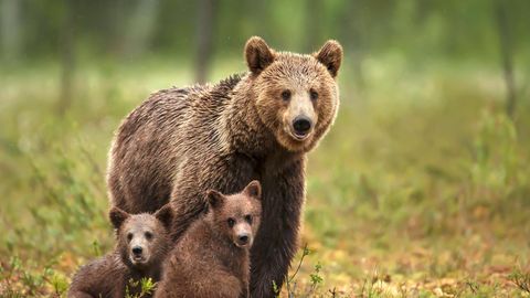 Eine Bärin mit zwei Jungtieren. Am Gardasee gab es gefährliche Begegnungen mit den Tieren