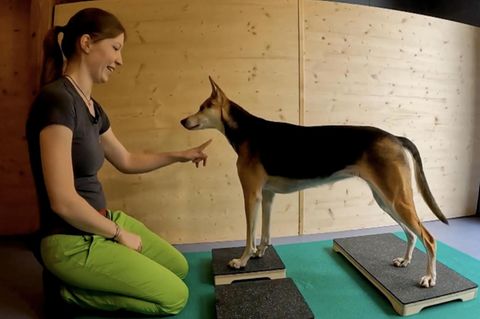 Gerade in der Ferienzeit werden Hundehotels immer beliebter. Wie der Alltag für die Vierbeiner in einem besonders luxuriösen Etablissement ablaufen kann, sehen Sie im Video.