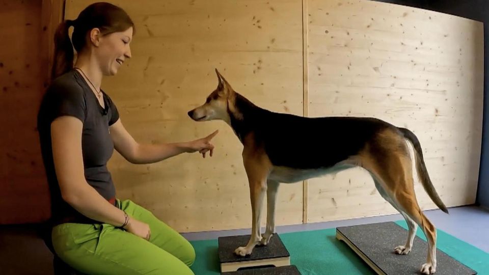 Gerade in der Ferienzeit werden Hundehotels immer beliebter. Wie der Alltag für die Vierbeiner in einem besonders luxuriösen Etablissement ablaufen kann, sehen Sie im Video.