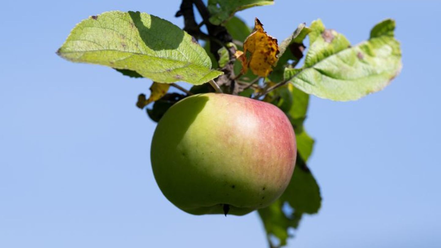 Obst: Eingeschränkte Apfelernte trifft Keltereien