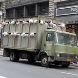 Der Lastwagen der Kuscheltiere   Was sehen wir? Einen Transporter. Und Kuscheltiere, die einen – letzten? – Blick in die Freiheit werfen. Lämmchen, Kälbchen, Schweinchen, Pandabärchen. "Sirens Of The Lambs", die Sirenen der Lämmer, nannte Banksy diese mobile Skulptur, die er im Jahr 2013 durch New York rollen ließ.  Was will uns Banksy damit sagen? Wer genau hinschaut, erkennt auf der Tür des Transporters die Aufschrift "Farm Fresh Meat" – "Fleisch frisch von der Farm". Und wer noch genauer hinschaut, kann zwischen den Zeilen die Frage lesen, die uns der Künstler stellen will: "Na, hast Du heute schon mit Deinem Abendessen gekuschelt?". Schluck. Darauf eine Gemüsesuppe.