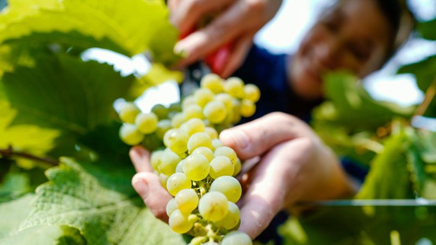 Weinbau: Badener und Württemberger behalten Weinköniginnen-Titel