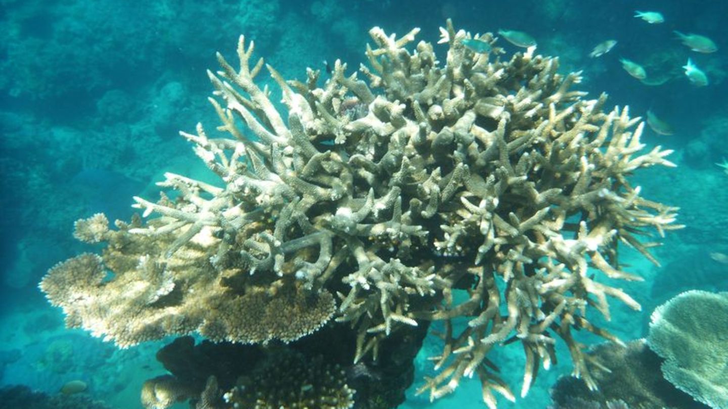 Klimawandel: Great Barrier Reef: Höchste Wassertemperatur seit 400 Jahren