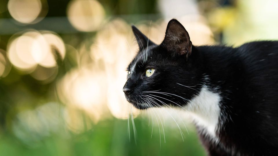 Eine schwarze Katze schaut von linsk nach rechts