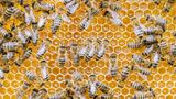 Bienen in einer Wabe