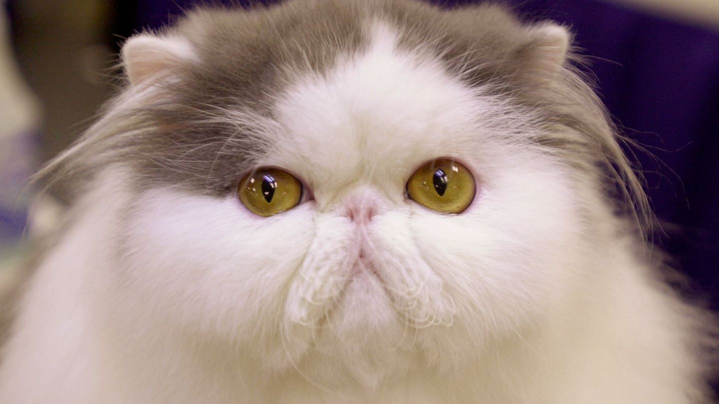 Weltkatzentag-Bachmann-Preistr-ger-Peter-Glaser-Das-Internet-ist-das-Beste-was-Katzen-jemals-passieren-konnte-