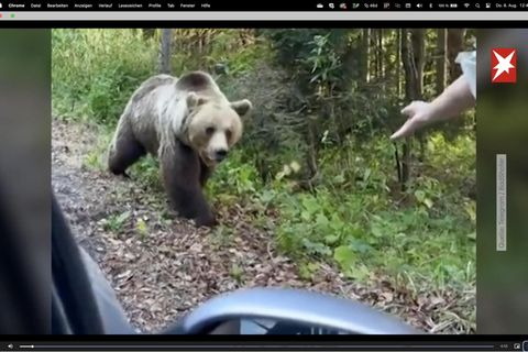 Bärenangriffe in Rumänien: Videoaufnahmen: An Landstraßen bettelnde Bären greifen immer wieder an