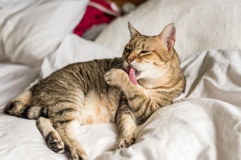 Braune Katze leckt ihre Pfote auf dem Bett