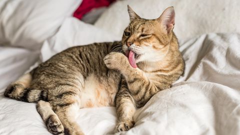 Braune Katze leckt ihre Pfote auf dem Bett