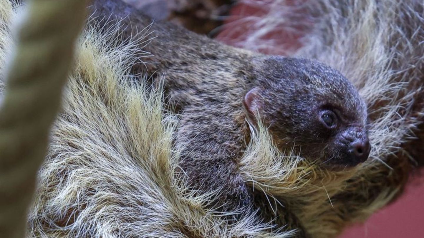 Nachwuchs bei Faultieren: Faultier-Nachwuchs im Schweriner Zoo