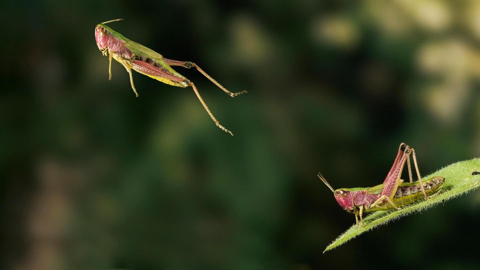 Die Feldheuschrecke setzt beim Hüpfen nicht so sehr auf Muskelkraft. Stattdessen verformt sie ihr Außenskelett, spannt es wie eine Feder und schnellt dann nach vorn