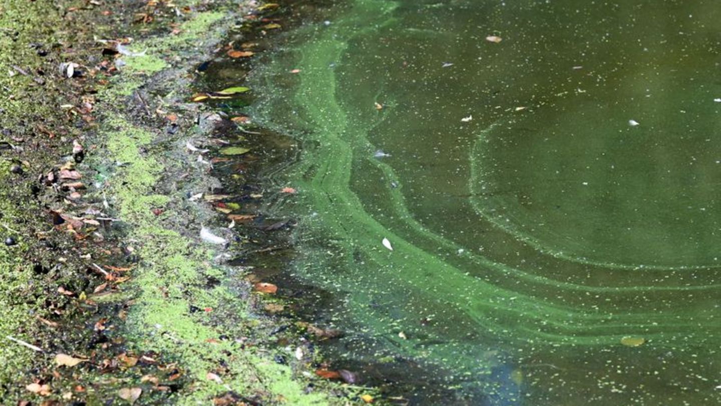 Cyanobakterien: Blaualgen am Stettiner Haff - Warntafeln werden aufgestellt