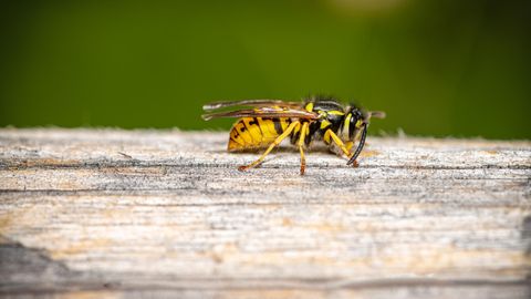 Gartendeals Wespenfalle: Eine Wespe krabbelt auf einem Tisch.